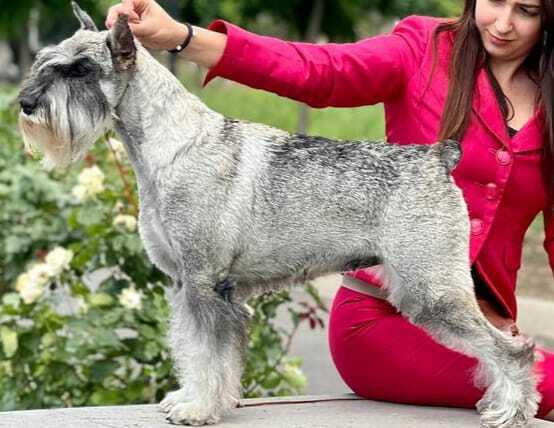 Кавалер кинг-чарльз-спаниель