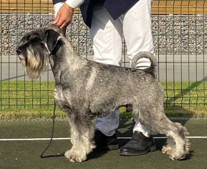 Кавалер кинг-чарльз-спаниель