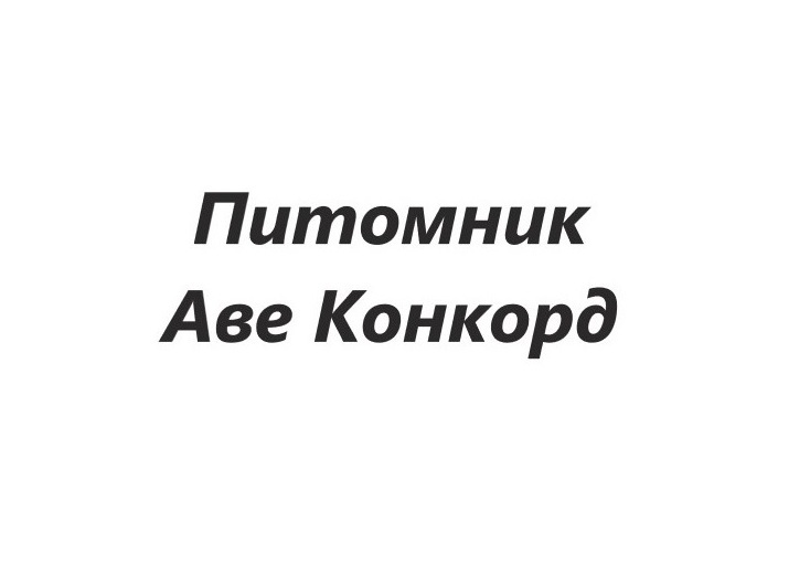 Кавалер кинг-чарльз-спаниель